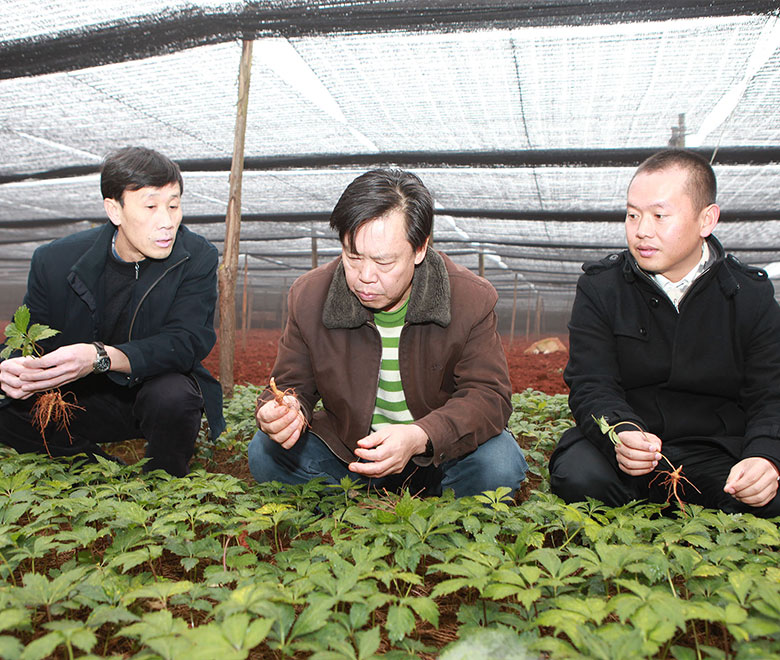 苗鄉(xiāng)三七與云南農業(yè)大學合作