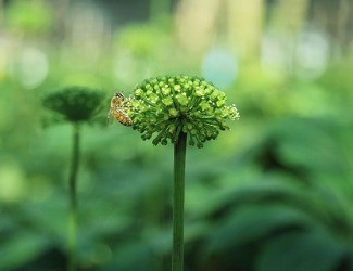 必看！你適合吃三七嗎？