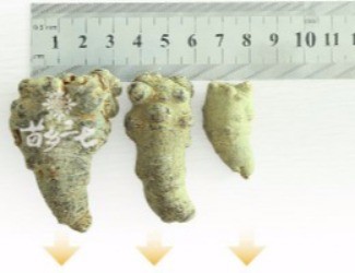 三七頭數(shù)與藥效的關聯(lián)，只看頭數(shù)并不正確