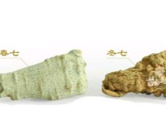 春三七與冬三七區(qū)別詳解，選三七尤其需要注意的知識(shí)