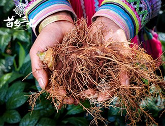 三七補(bǔ)虛強(qiáng)壯，保護(hù)心血管