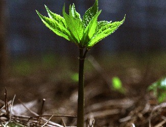 首個(gè)國家三七新品種誕生記——第5季