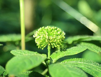 三七可樂，三七醋，三七雪茄煙？——那些新奇的三七產(chǎn)品