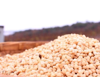 三七的一生——選種、選地（一）