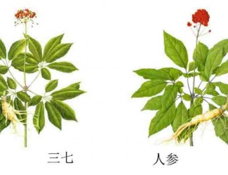 三七人參功效區(qū)別，“北參南七”說法的由來