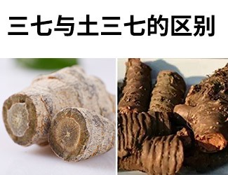 揭秘土三七和三七的差異性，警惕吃錯(cuò)易導(dǎo)致肝臟衰竭