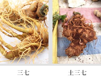 文山三七價格琳瑯滿目，當心三七和土三七區(qū)別