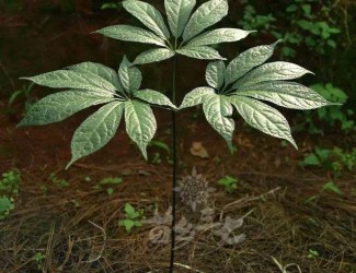 三七粉沖水的正確吃法，四個沖泡要領(lǐng)你知道幾個？