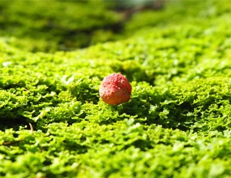 一顆紅籽，千年的“金不換”